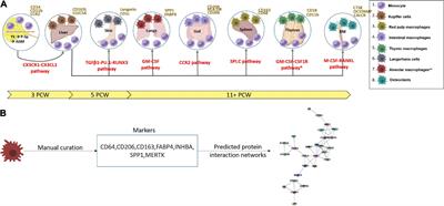 Prenatal Development and Function of Human Mononuclear Phagocytes